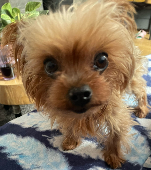 a photo of a small yorkie terrier dog looking straight into the camera, with a slight fisheye effect making her head look very big for her body. she is standing on a dark blue blanket with a feather pattern